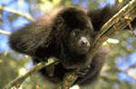 Monkey from Belize