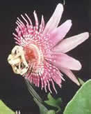 A passion flower from Ecuador