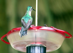 Humming bird at feeder