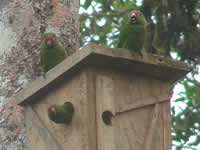Three El Oro Parakeets