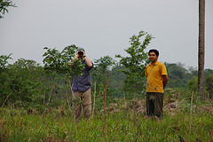 Trees planted for carbon offsets