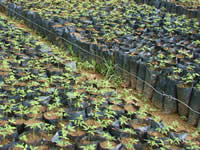 Tree nursery in Ecuador. Click to see a larger version.