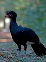 Male Red-billed Curassow
