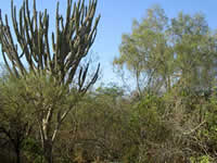 Dry Chaco vegetation