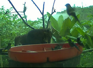 coatis at webcam feeder
