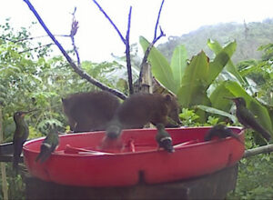 coatis at webcam feeder