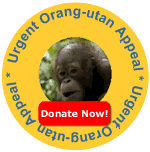 Support the Orang-utan Appeal