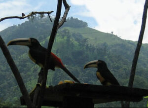 toucans at webcam feeder