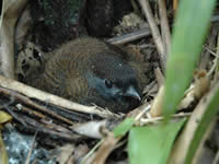 Jocotoco Antpitta chick in nest