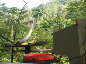 Hummingbird feeder and platform for coatis and other mammals