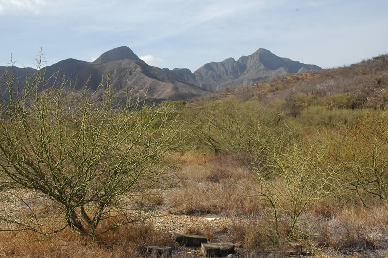 A view of Chacaracual Community Conservation Area, Venezuela