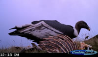 Camera trap image of an Andean Condor