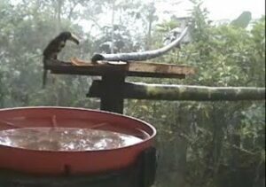 Collared Aracari Toucan at the wildlife webcam
