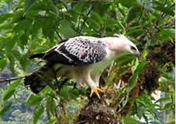 Black and chestnut eagle