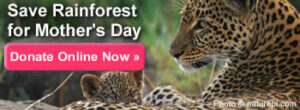 Make a donation now to save rainforest for Mother's Day