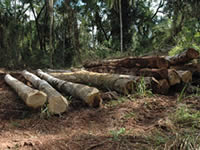 Timber logged in the Atlantic Rainforest