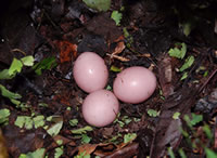 Curve-billed Tinamou eggs