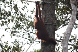 Wild orang-utan in Borneo