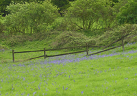 Bluebells at Kites Hill Reserve