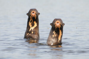 Two Giant Brazilian Otters rear up from the water. Credit Emily Horton.