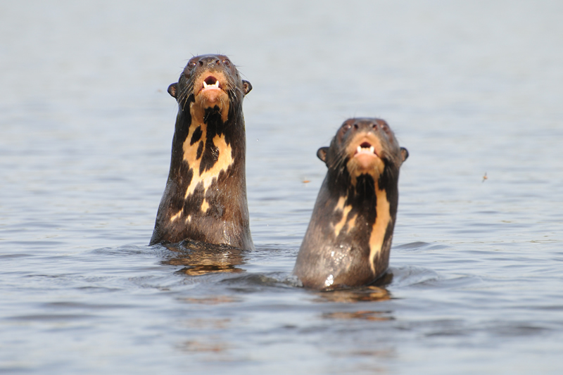 Two Giant Brazilian Otters rear up from the water. Credit Emily Horton.