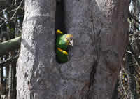 Adult Yellow-shouldered Parrot in nest