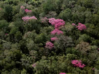Flowering Lapacho Trees in the Dry Chaco
