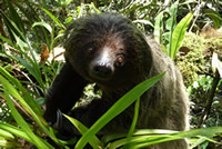 Linné's Two-toed Sloth (Choloepus didactylus)