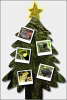 Save Rainforest Christmas Trees
