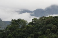 Atlantic Rainforest at REGUA
