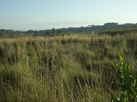 The Kinangop Grasslands