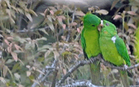 Kissing Parakeets