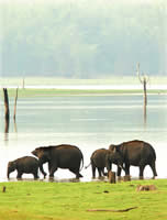Wild Indian Elephants