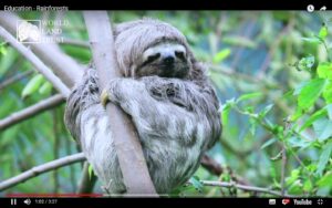 Conservation videos for schools, still from Rainforests