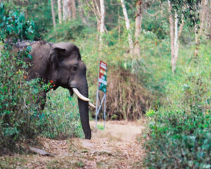 elephant-corridor-india