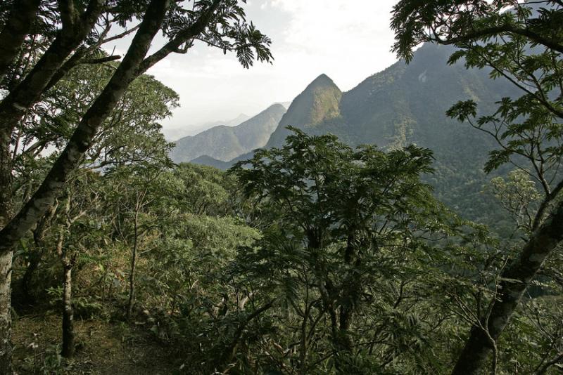 Atlantic Rainforest in Brazil