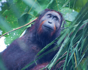 Young male orang-utan being monitored by Hutan