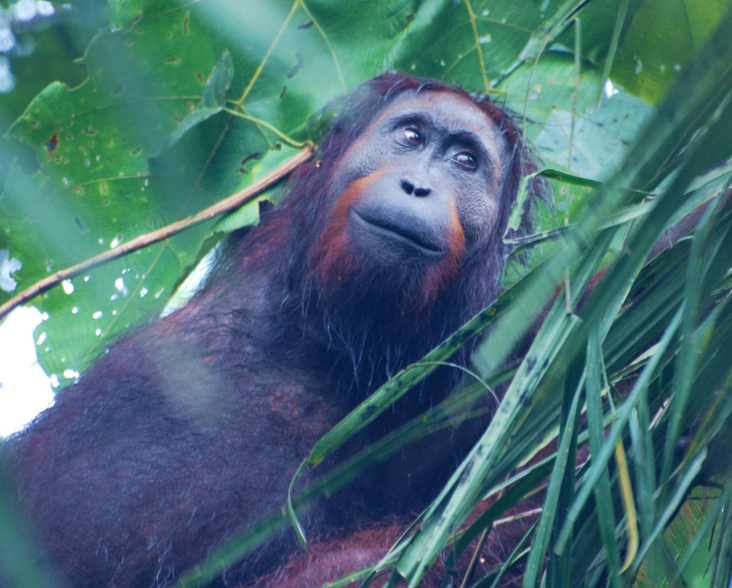 Young male orang-utan being monitored by Hutan