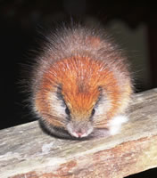 Red-crested Tree Rat