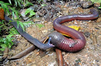 Caecilian eating earthworm