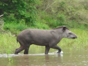 Tapir in the Dry Chaco ©Marianela Velilla