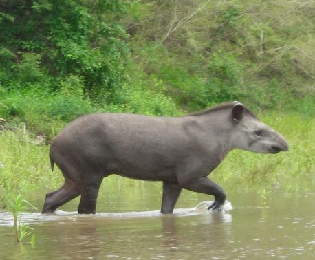 Tapir in the Dry Chaco ©Marianela Velilla