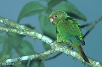 El Oro Parakeet