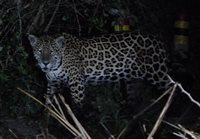 Jaguar at night
