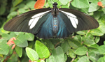 Troidini Swallowtail Butterfly