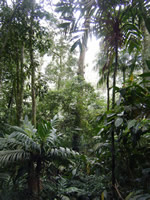 Atlantic Rainforest