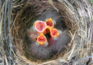 Brush Finch Nest