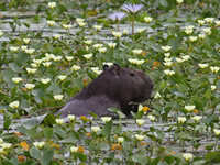 Capybara in Braziilian