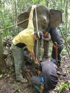 Dr Benoit Goossens and Wildlife Rescue Unit measuring Jasmine the Pygmy Elephant