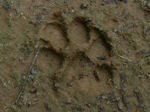 Puma footprint